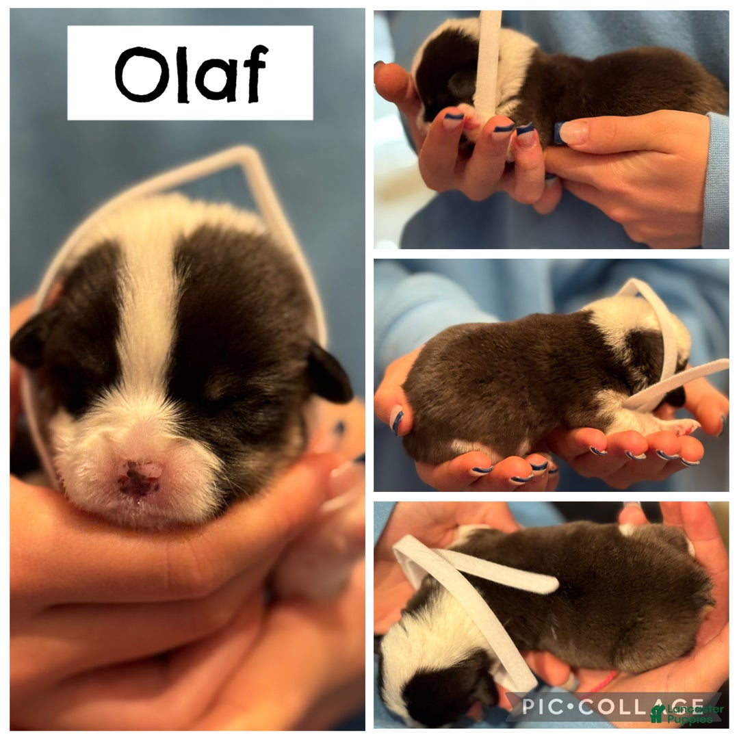 Welsh Corgi Pembroke dogs for sale: Olaf - white - Ad 1