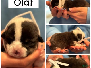 Welsh Corgi Pembroke dogs Olaf - white - Ad 14