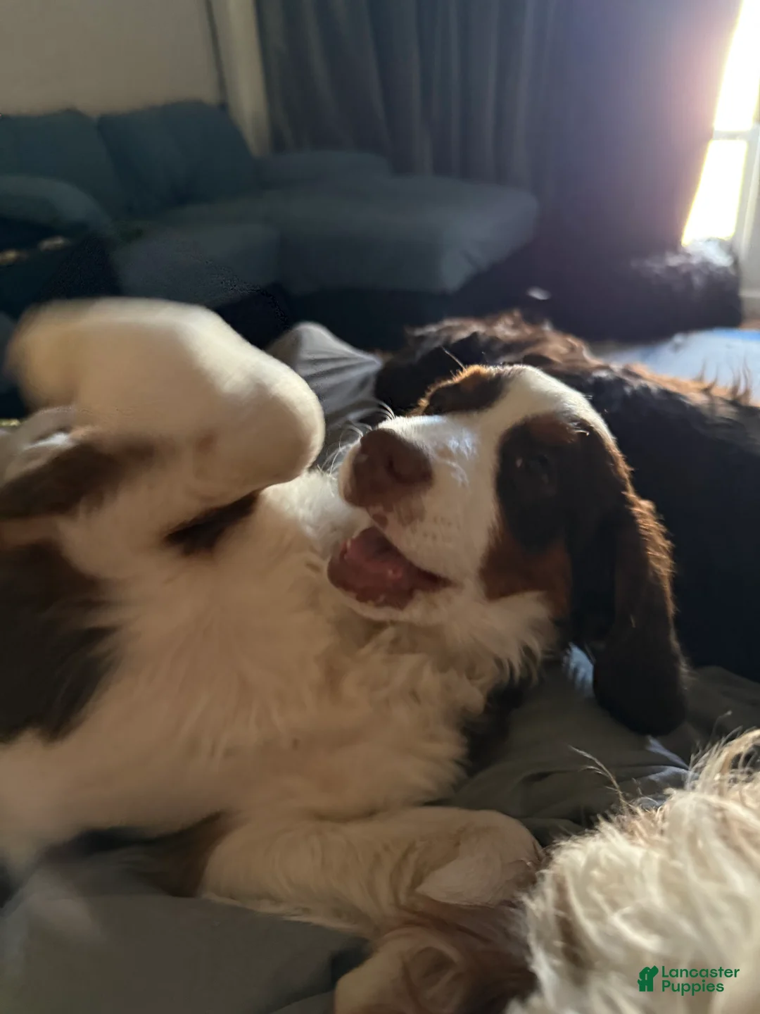 Mini Bernedoodle dogs for sale: Jasmin - Ad 2