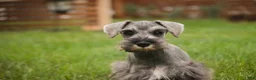 Miniature Schnauzer dogs for sale: Quartz Miniature Schnauzer  - Ad 14