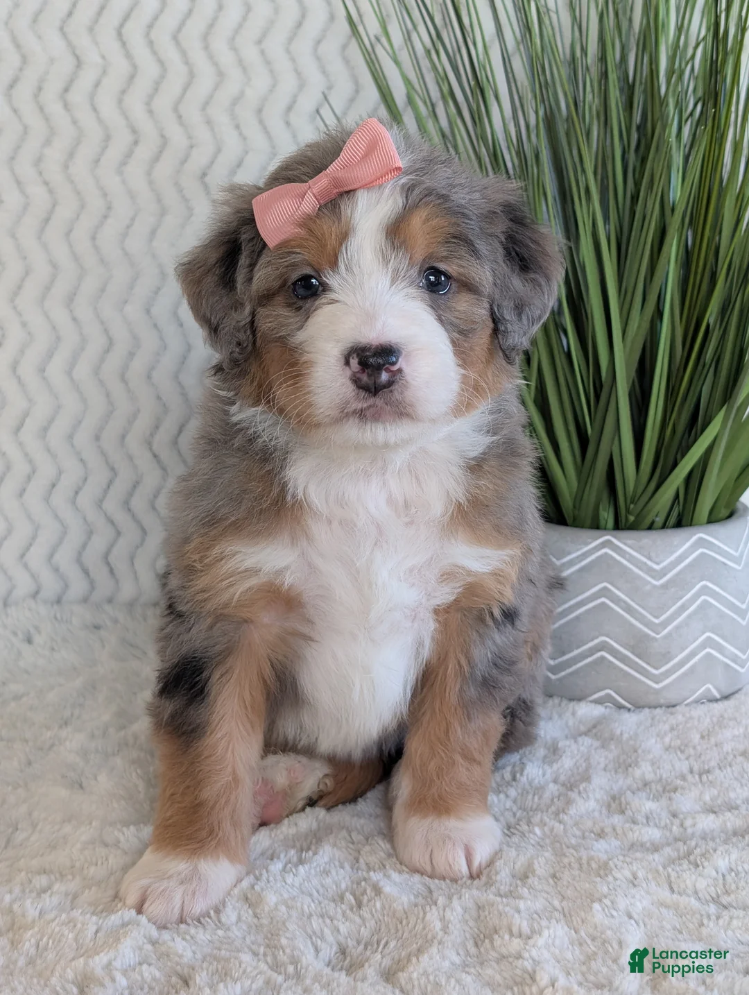 Mini Bernedoodle dogs for sale: Mini Indy  - Ad 10