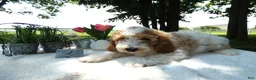 Mini Goldendoodle dogs for sale: Mini Goldendoodle 4 Ryan - Ad 2