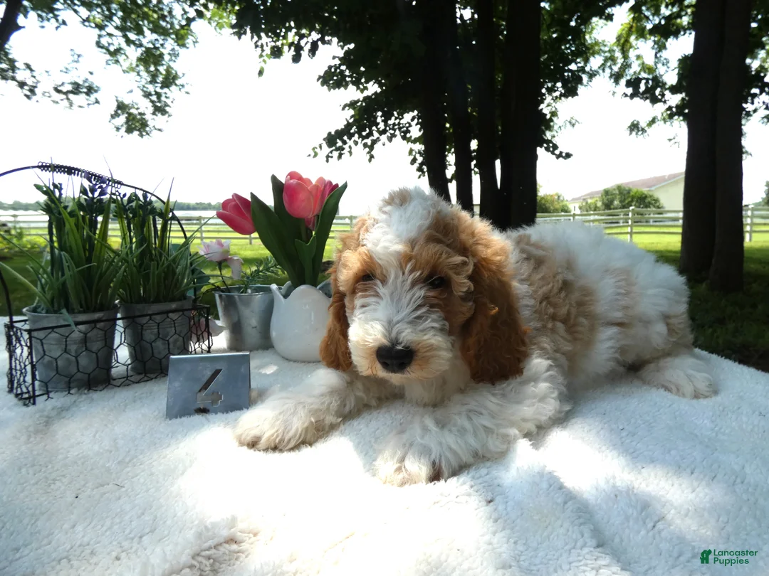 Mini Goldendoodle dogs for sale: Mini Goldendoodle 4 Ryan - Ad 2