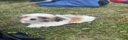Shih Tzu dogs for sale: Shih Tzu 2 - Ad 5