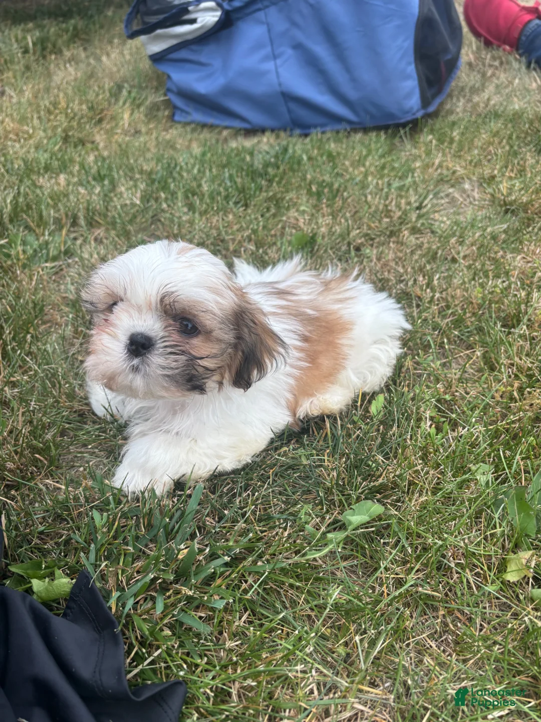 Shih Tzu dogs for sale: Shih Tzu 2 - Ad 5