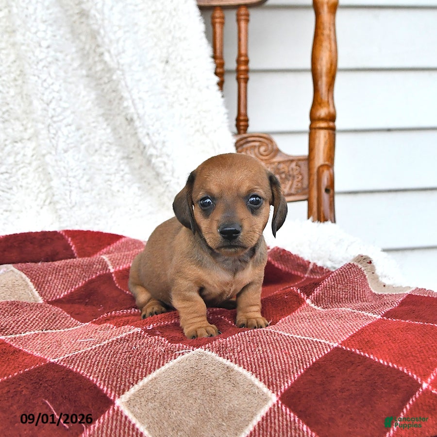 Miniature Dachshund dogs Callie - Ad 2