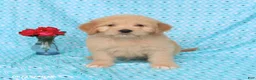 Goldendoodle dogs for sale: Tommy - Ad 4