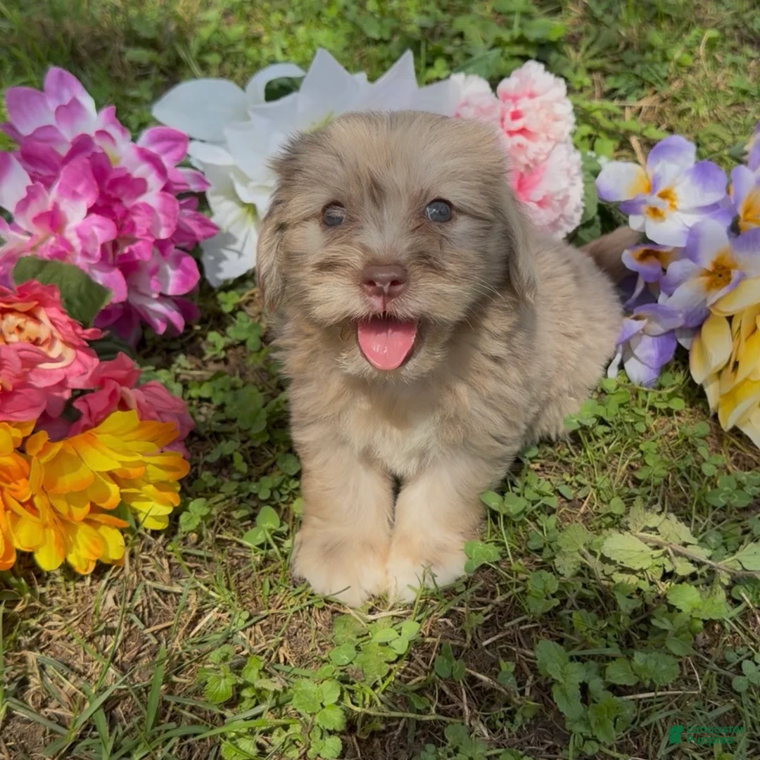 Mini Goldendoodle dogs for sale: Maple - Ad 1