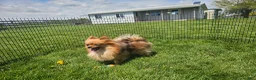 Pomeranian dogs for sale: Atlas - Ad 5