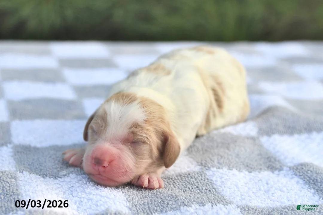 Mini Goldendoodle dogs for sale: Bo  - Ad 2