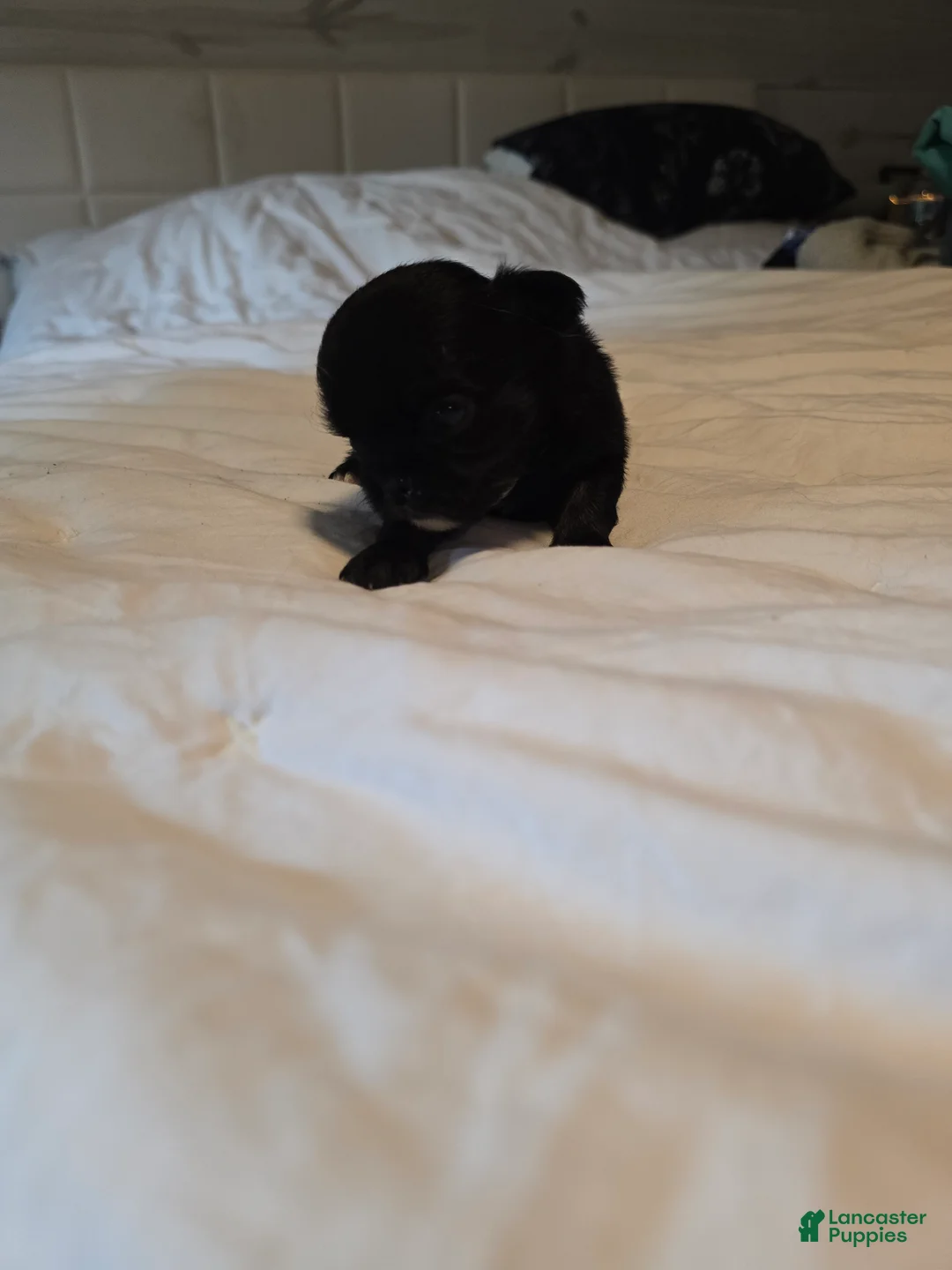 Chihuahua dogs for sale: Jackie - Ad 2