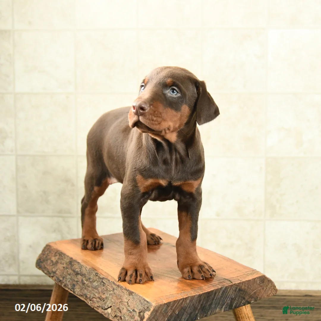 Doberman Pinscher dogs for sale: Fern - Ad 3