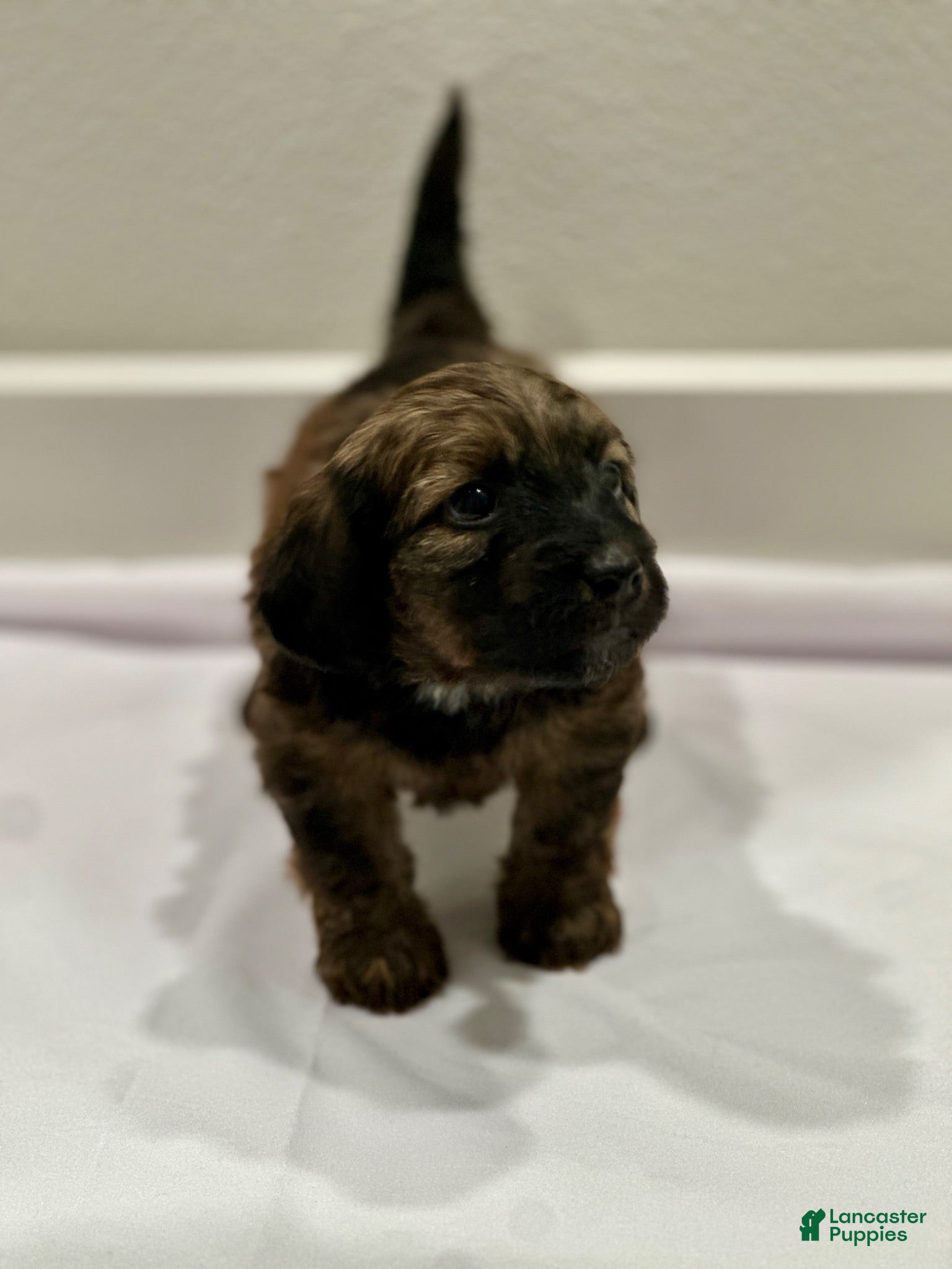 Mixed Breed dogs Mixed Breed 5 - Ad 26