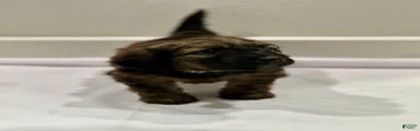 Mixed Breed 5