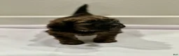 Mixed Breed dogs for sale: Mixed Breed 5 - Ad 1