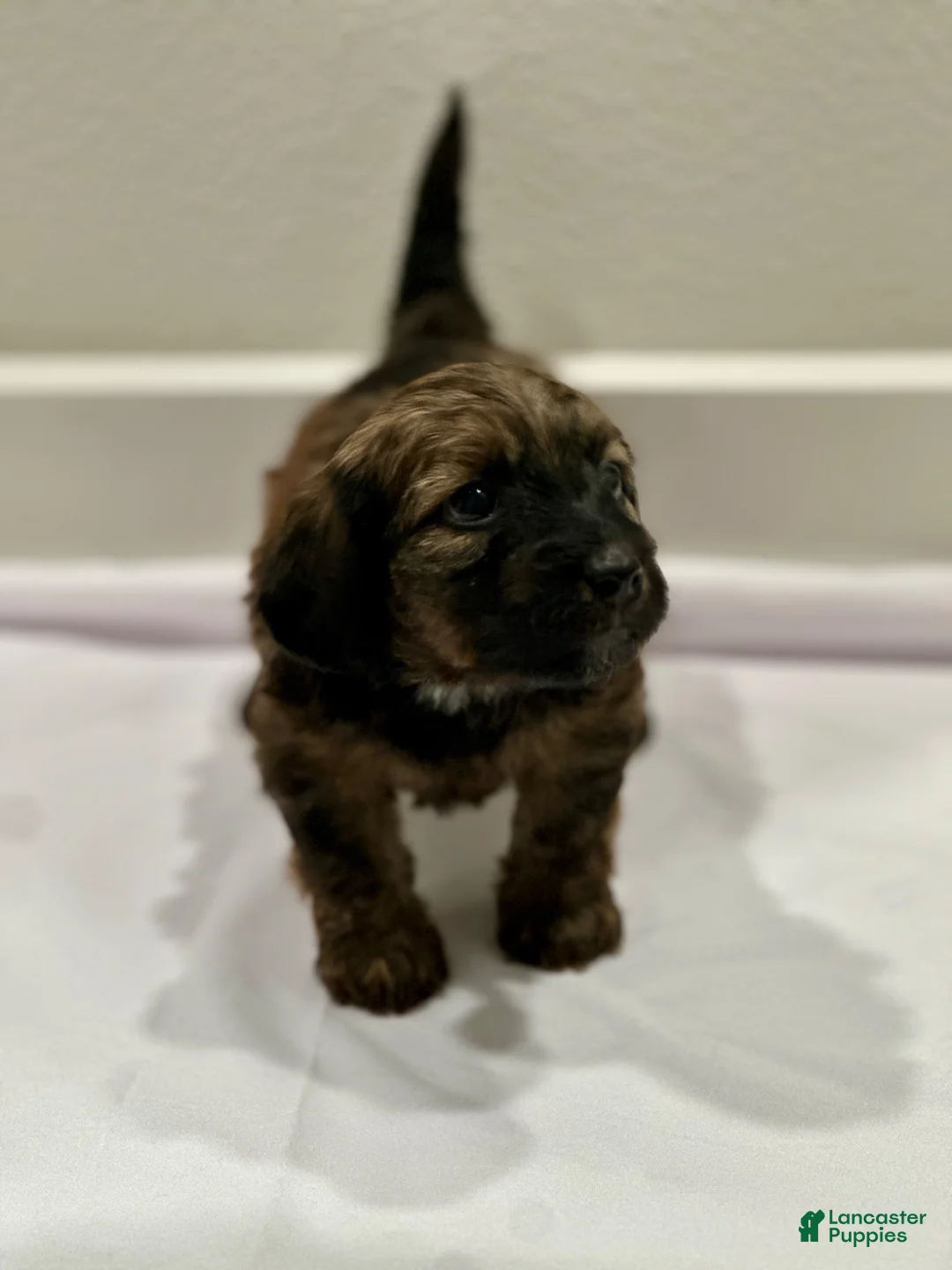Mixed Breed dogs for sale: Mixed Breed 5 - Ad 1
