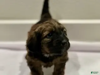 Mixed Breed dogs Mixed Breed 5 - Ad 18