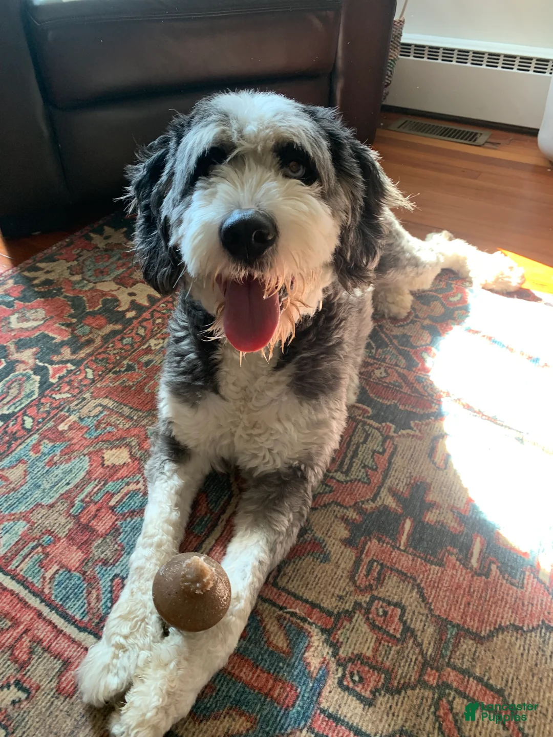 Mini Bernedoodle dogs for sale: Maggie - Ad 2