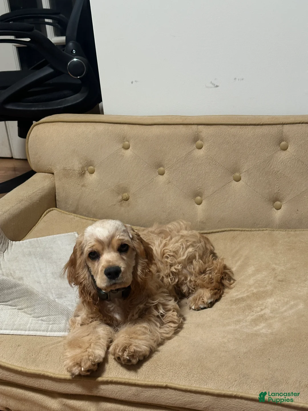 Cocker Spaniel dogs for sale: Bella-AKC Cocker Spaniel  - Ad 1