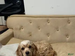 Cocker Spaniel dogs for sale: Bella-AKC Cocker Spaniel - Ad 2