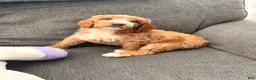 Goldendoodle dogs for sale: Goldendoodle Male - Ad 3