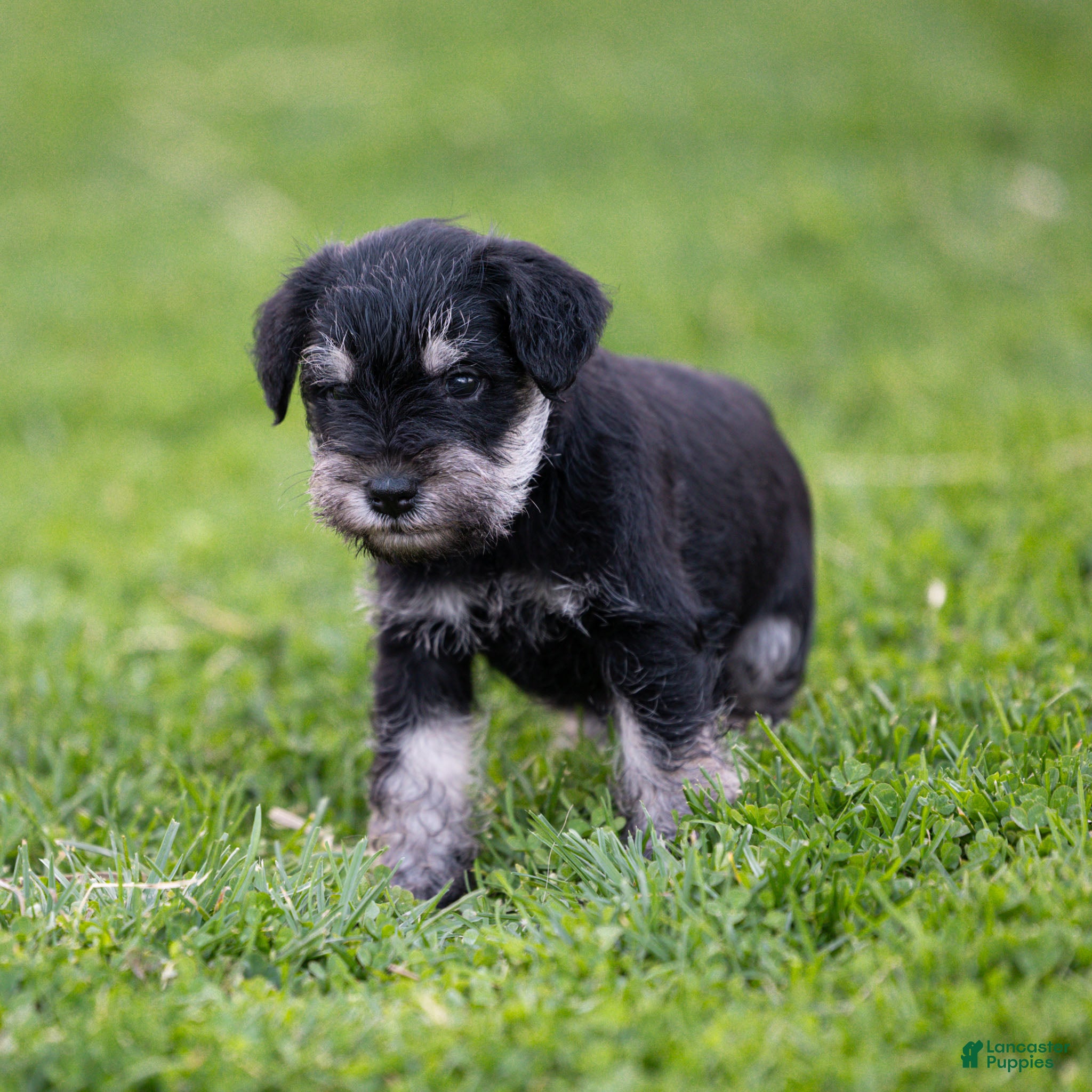 Miniature Schnauzer dogs Garret Miniature Schnauzer Puppy  - Ad 2