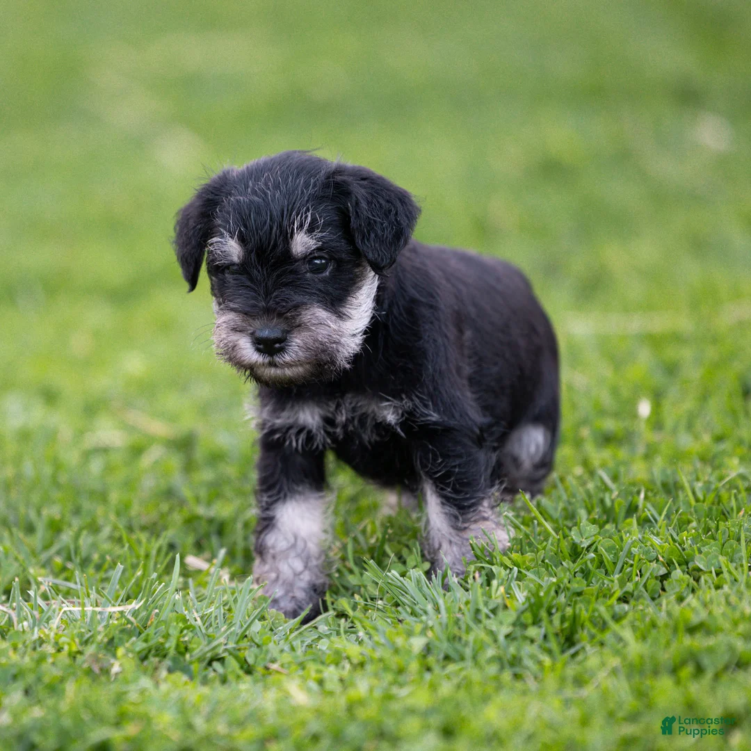 Miniature Schnauzer dogs for sale: Garret Miniature Schnauzer Puppy  - Ad 2