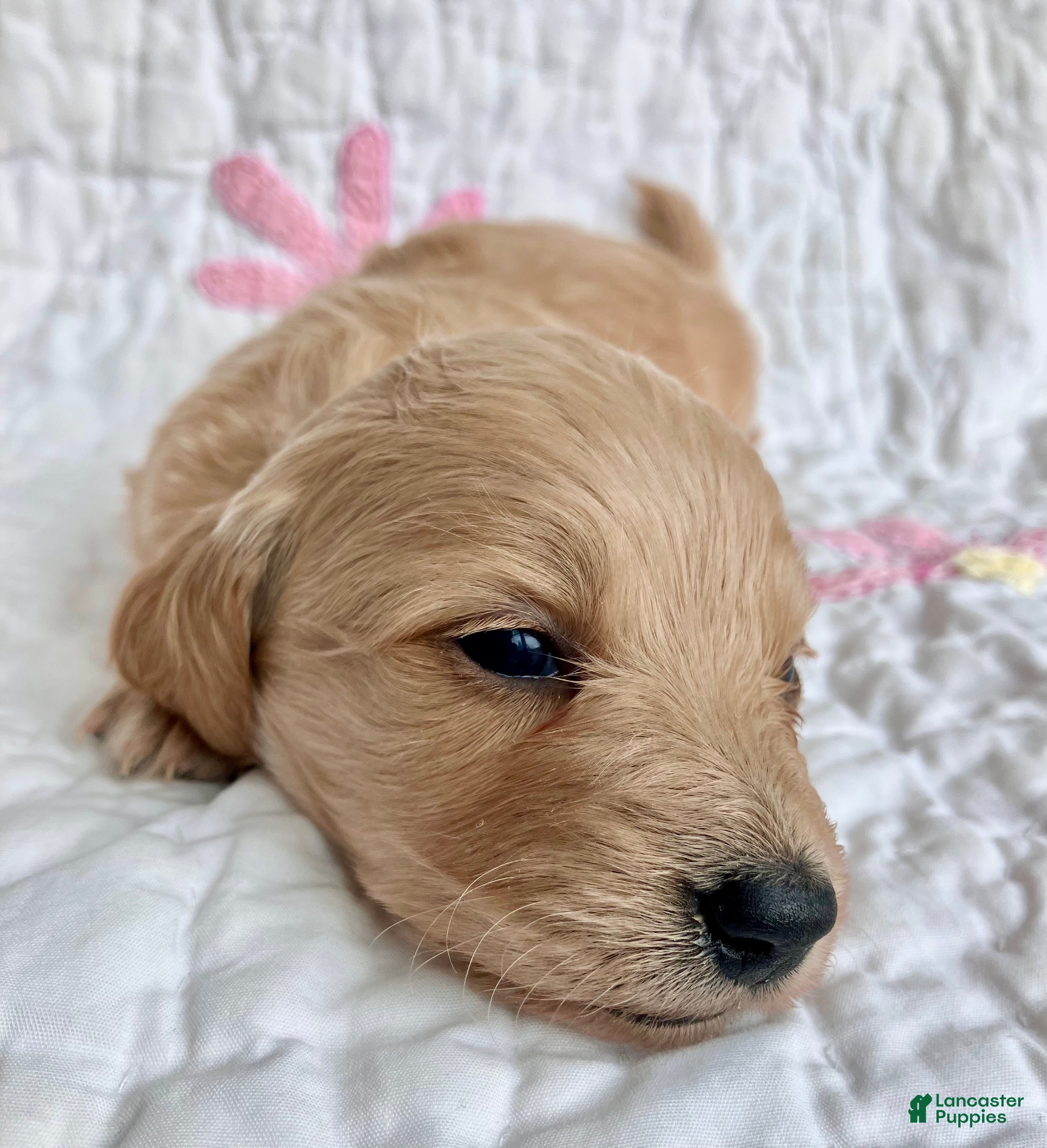 Miniature Dachshund dogs Mr. Spaghetti Noodle of Fettuccine Villa - Ad 2