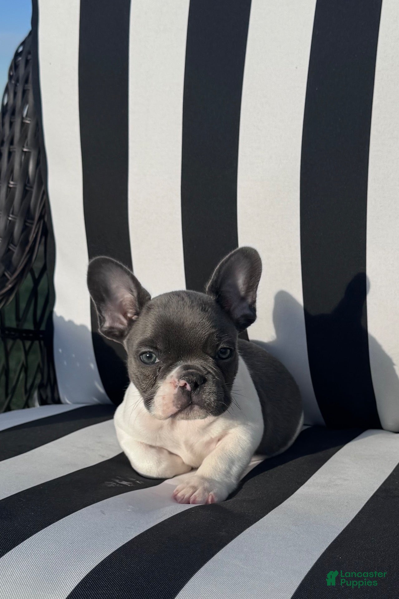 French Bulldog dogs for sale: French Bulldog 2 - Ad 1