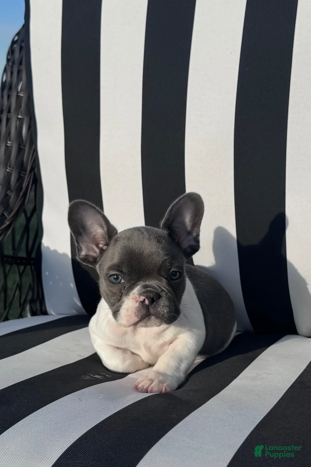 French Bulldog dogs for sale: French Bulldog 2 - Ad 1