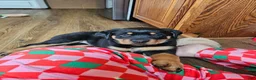 Rottweiler dogs for sale: Blue - Ad 1
