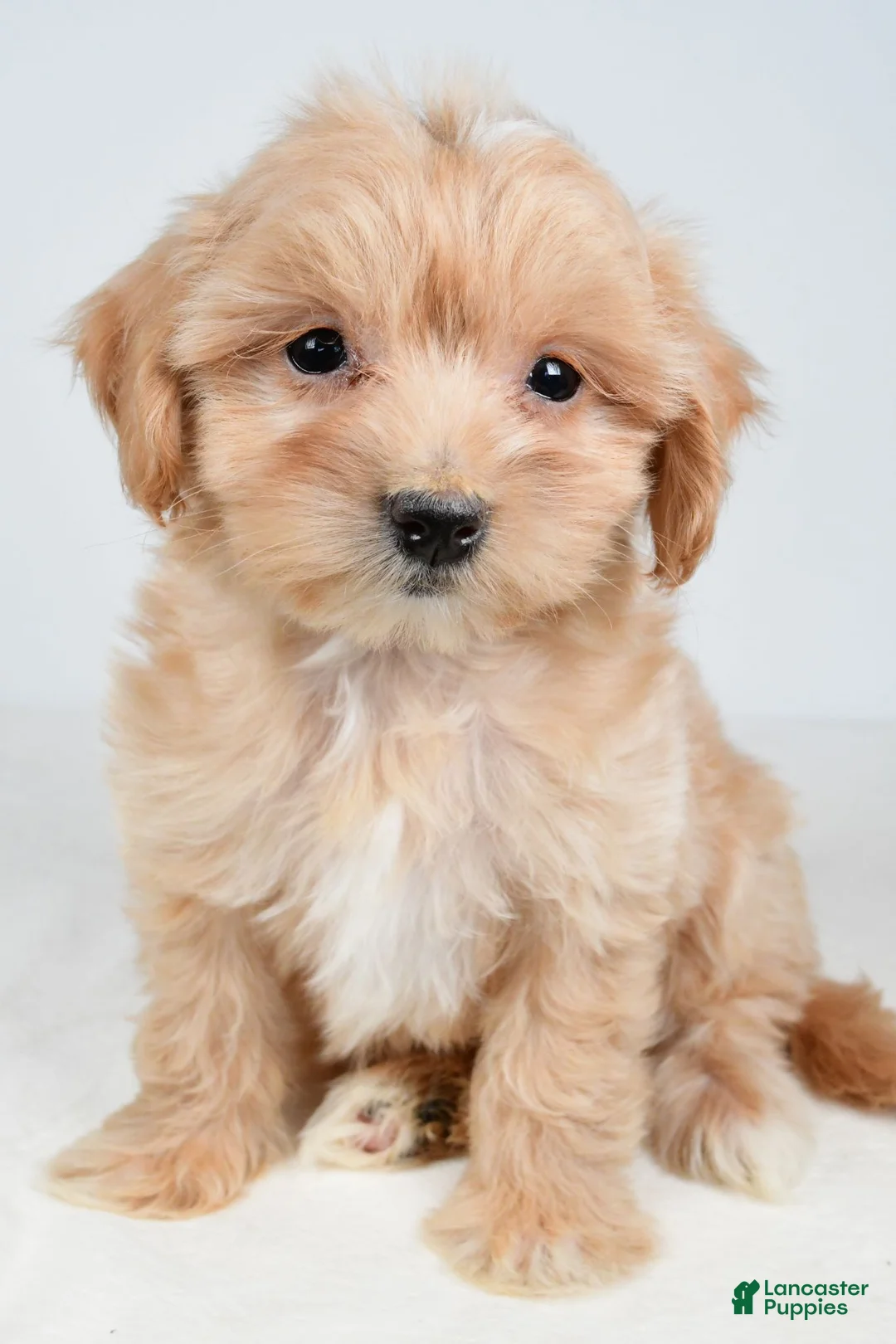 Maltipoo dogs for sale: Polly - Ad 1