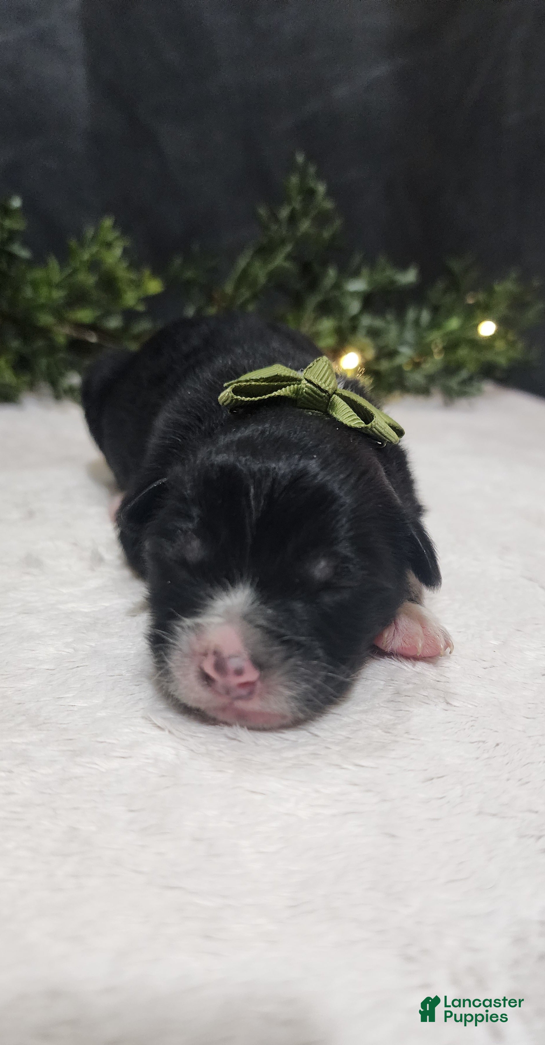 Miniature Australian Shepherd dogs Milo - Ad 22