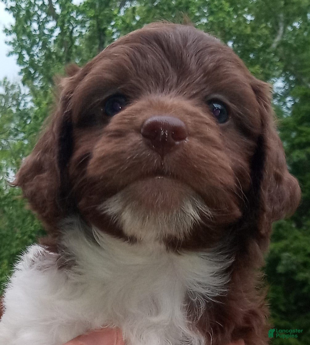 Cockapoo dogs "Chicken Little"  Cock-a-Doodle-Do Male Pup Elizabeth, IN near Louisville, KY - Ad 11