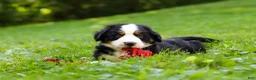 Bernese Mountain Dog dogs for sale: Jolene - Ad 3