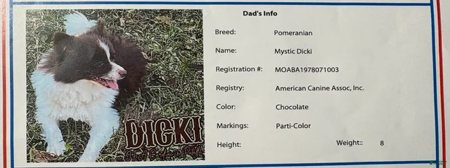 Dicki