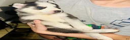 Siberian Husky dogs for sale: Storm - Ad 2