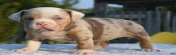 Mixed Breed dogs for sale: Maggie mini hybrid bulldog  - Ad 20
