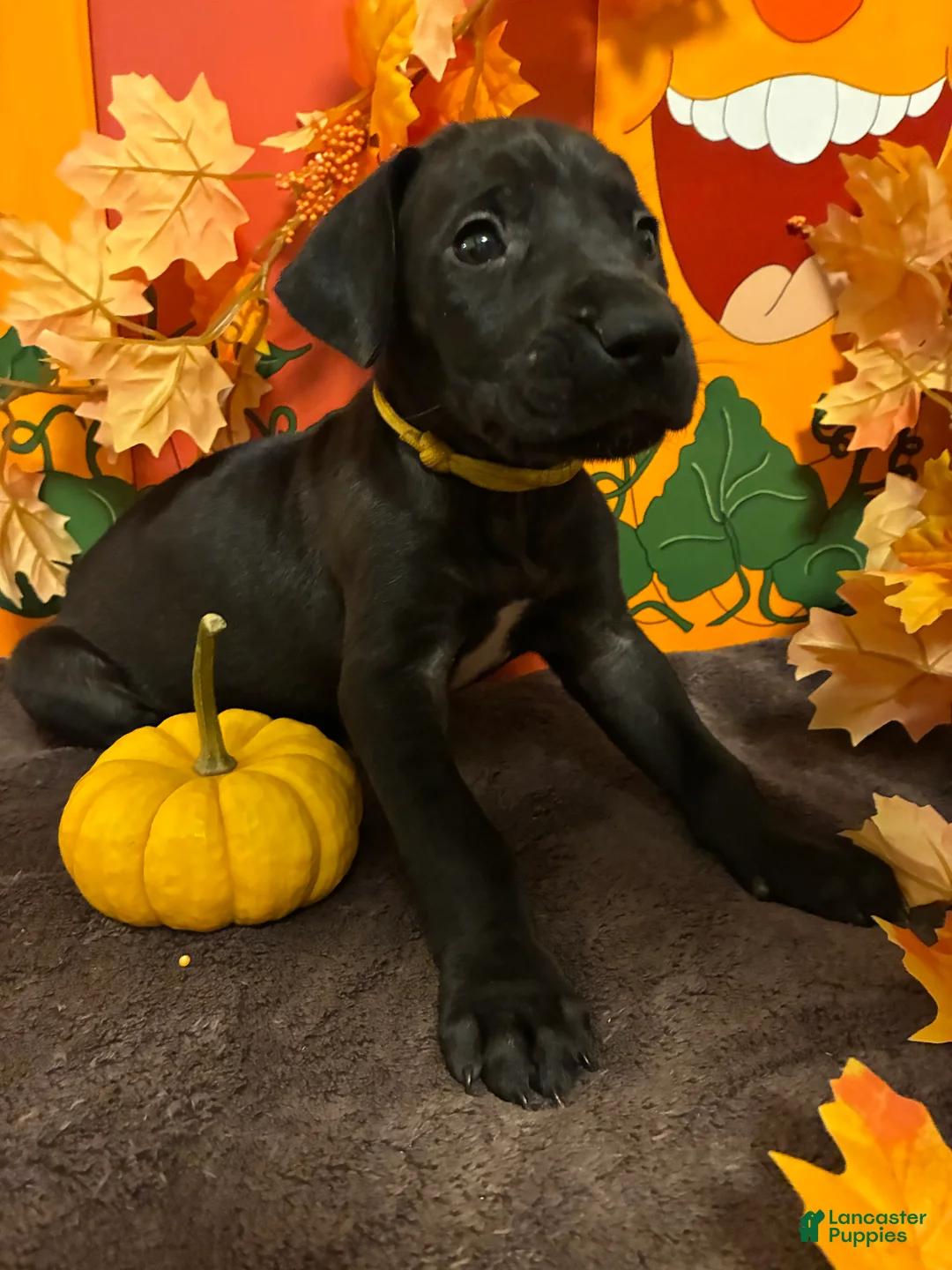 Great Dane dogs for sale: Aurora-Yellow - Ad 2