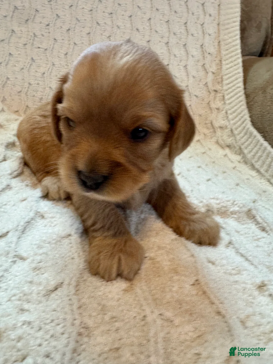 Cavapoo dogs for sale: Bonnie - Ad 4