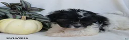 Teddy Bear dogs for sale: Kelly - Ad 5