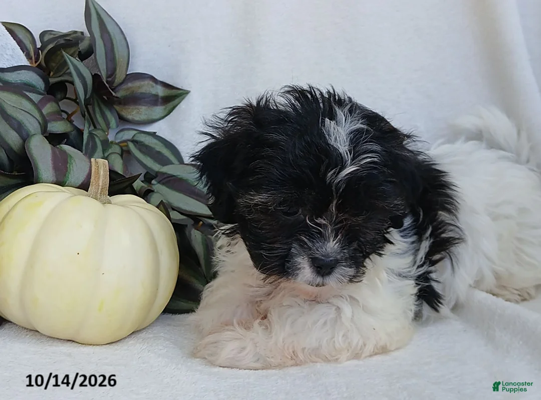Teddy Bear dogs for sale: Kelly - Ad 5