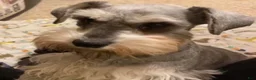 Miniature Schnauzer dogs for sale: Boy Silver - Ad 4