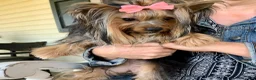 Yorkshire Terrier dogs for sale: Fido - Ad 14
