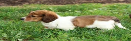 Miniature Dachshund dogs for sale: Jesse - Ad 6