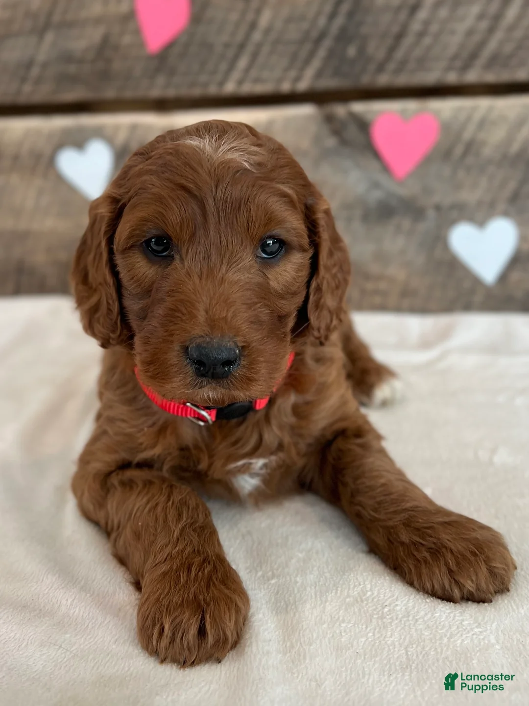 Irish Doodle dogs for sale: Scarlett - Ad 8