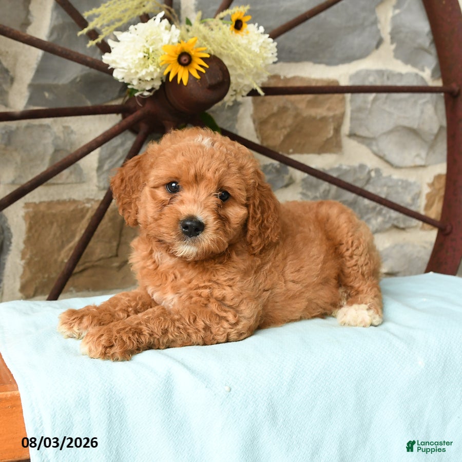Mixed Breed dogs Link - Ad 1