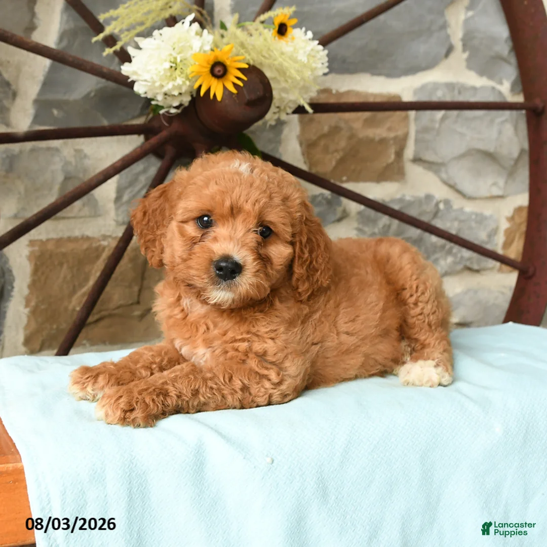Mixed Breed dogs for sale: Link - Ad 1