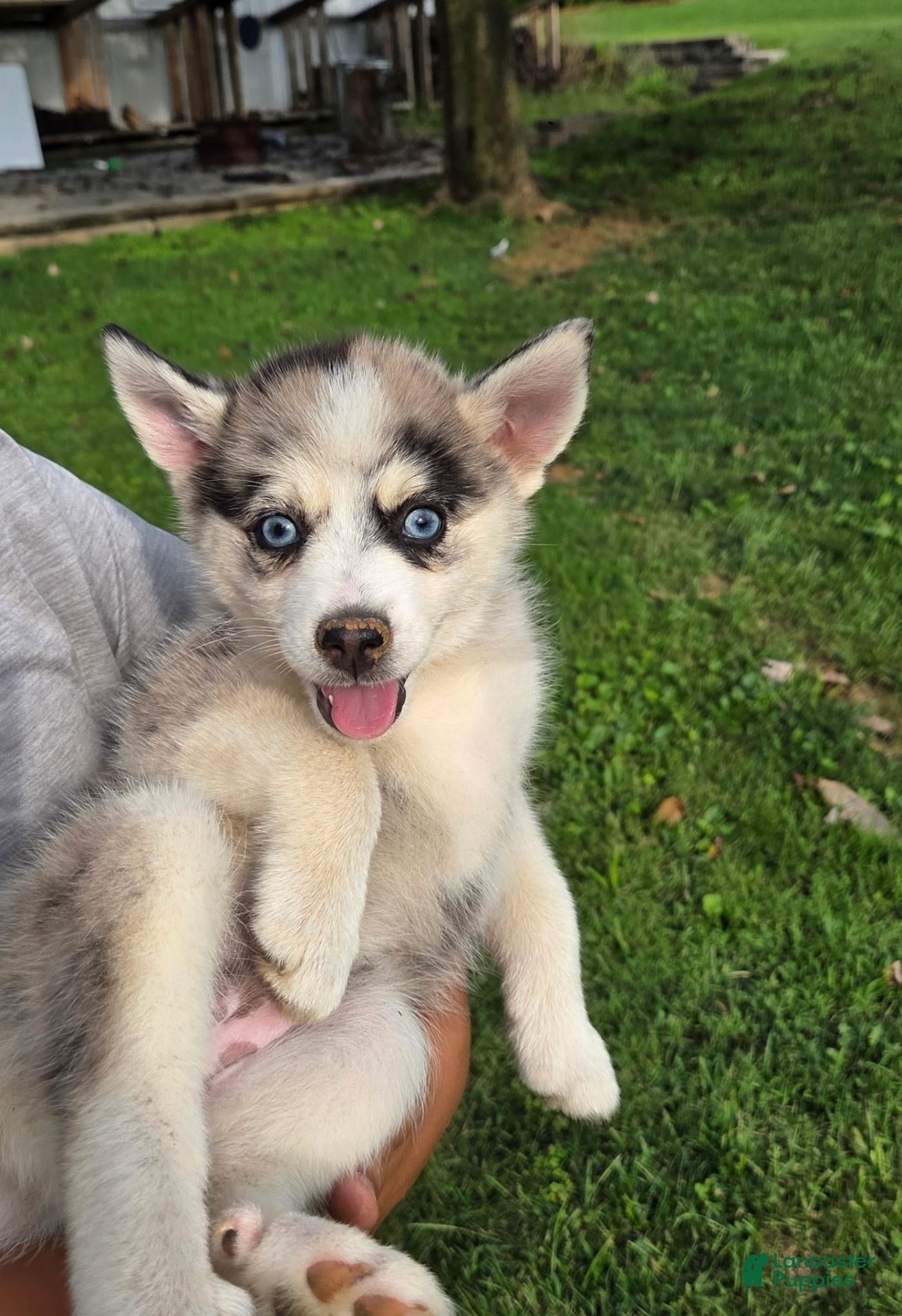 Pomsky dogs Sweetheart  - Ad 2