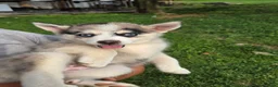 Pomsky dogs for sale: Sweetheart  - Ad 2